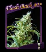 Sweet Seeds Flash Back #2