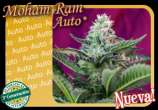 Sweet Seeds Mohan Ram Auto