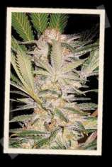 Sweet Seeds S.A.D. Sweet Afgani Delicious F1 Fast Version