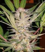 Sweet Seeds S.A.D. Sweet Afgani Delicious S1