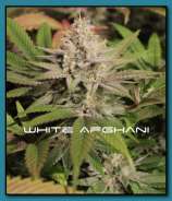 THC Development Seed Company White Afghani