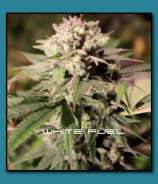 THC Development Seed Company White Fuel