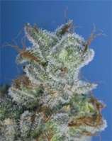 TH Seeds Burmese Kush