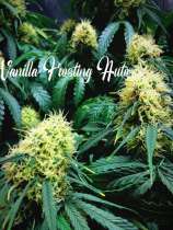 Tastebudz Seeds Vanilla Frosting Auto