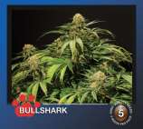 The Bulldog Seeds Bullshark