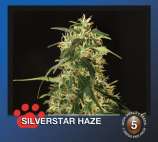 The Bulldog Seeds Silverstar Haze