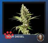 The Bulldog Seeds Sour Diesel