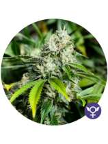 The Bulldog Seeds White Widow XTRM