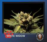 The Bulldog Seeds White Widow