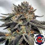 The Fire Department Coconut OG