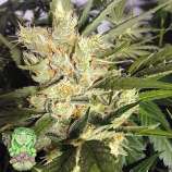 Trichome Jungle Seeds Mandarina