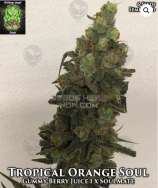 Trichome Jungle Seeds Tropical Orange Soul