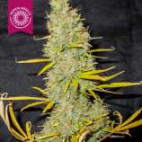 Tropical Seeds Company King Congo V4