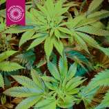 Tropical Seeds Company Kush Medicine