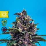 Tropical Seeds Company Kushmatic