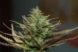 Tropical Seeds Company Panacea Pack