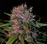 Tropical Seeds Company Smooth Smoke