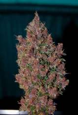 Tropical Seeds Company Towerful