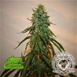 True Canna Genetics Chocolate Thainapple