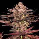 United Cannabis Seeds Biscotti Mintz