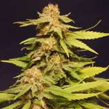 United Cannabis Seeds Grape Ape