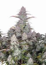 United Cannabis Seeds Green Crack Autoflower