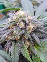 United Cannabis Seeds Star Killer