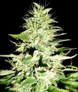 United Seedbanks Swiss Skunk