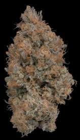 Unknown or Legendary Humboldt Breath