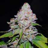 VIP Seeds White Berry