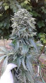 Virgin Seeds White Ghost