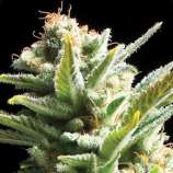 Vision Seeds Amnesia