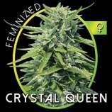 Vision Seeds Crystal Queen