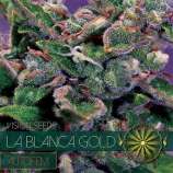 Vision Seeds La Blanca Gold Auto