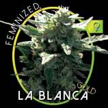 Vision Seeds La Blanca Gold