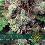 Vision Seeds Vision Kush