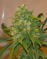 West Coast Seed Company Mighty Mite