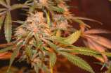 Whish Seeds Strawberry Kush