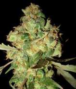 World of Seeds Bank Afgan Kush Ryder