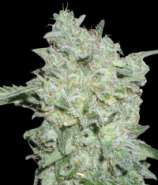 World of Seeds Bank Afgan Kush Special