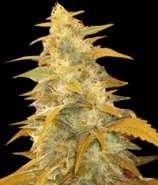 World of Seeds Bank Afgan Kush