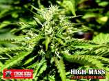 Xtreme Seeds Co. High Mass