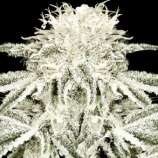 Yardie Seeds Double Diamond