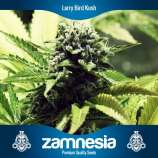 Zamnesia Larry Bird Kush