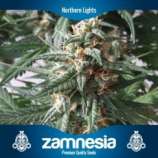 Zamnesia Northern Lights