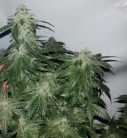 Imagen de maddog2226 (00 Kush)