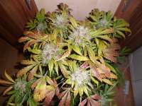 Imagen de ossi420 (Auto Bubble Gum)