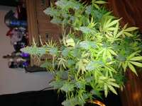 Imagen de Fluffyhead22 (Auto Northern Lights)