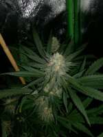 Imagen de horakio (Chocolate Skunk)