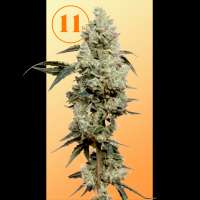 11s Genetics GooGone - photo réalisée par 11sgenetics